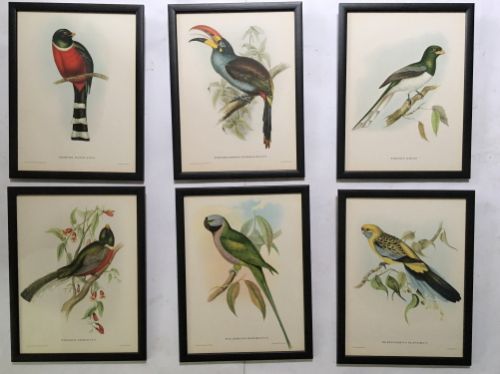 A Set of Six Mr Goulds Tropical Bird Prints