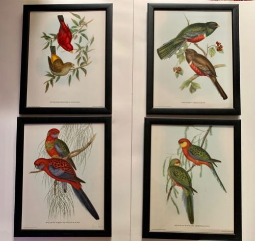 A Set of Four Mr Goulds Tropical Framed Bird Prints 1955