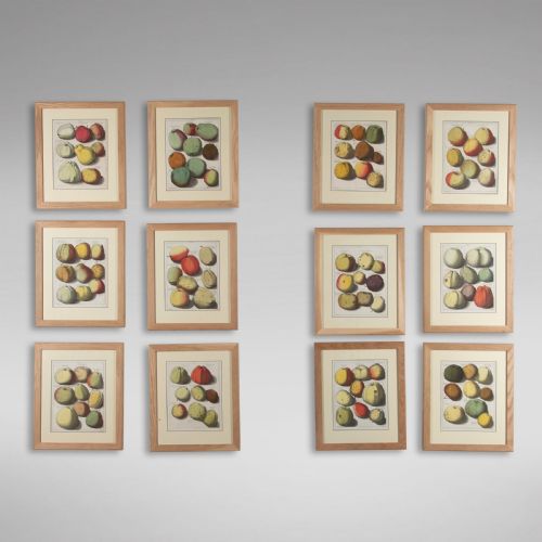 Set of 12 Apple Engravings by Johann Knoop