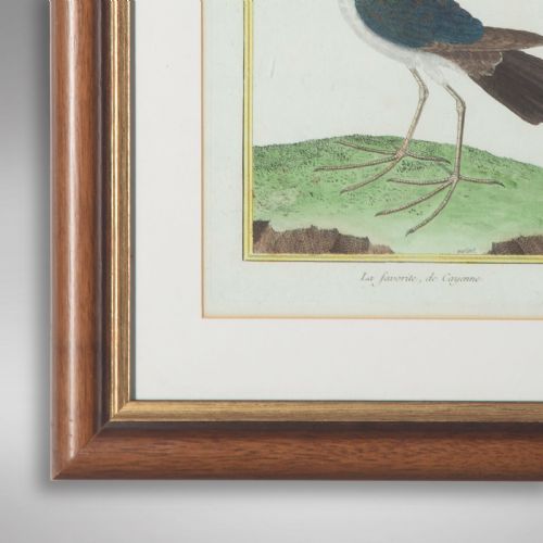 fig 1. Set of Twelve Bird Hand Coloured Engravings by Martinet