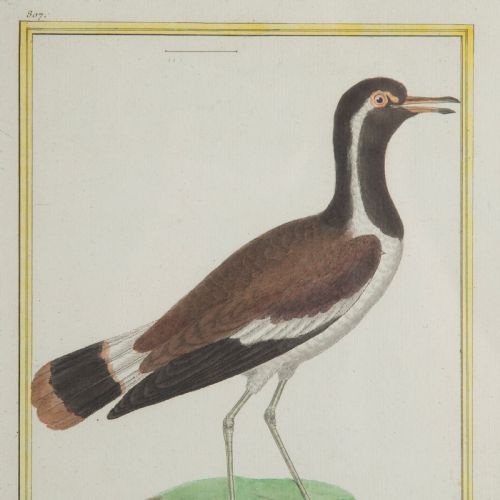 fig 2. Set of Twelve Bird Hand Coloured Engravings by Martinet