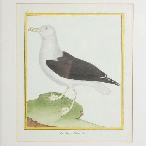 fig 3. Set of Twelve Bird Hand Coloured Engravings by Martinet
