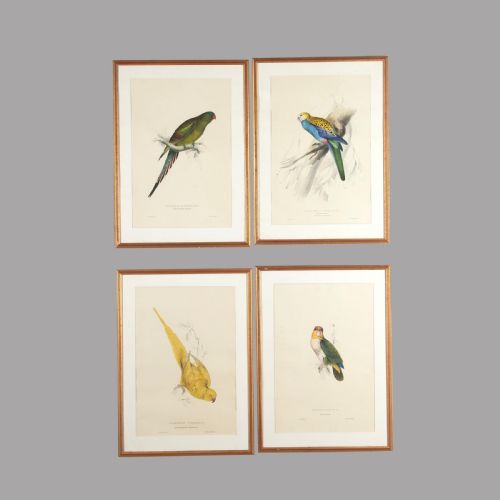 Set of Four 19th Century Bird Lithographs by Edward Lear