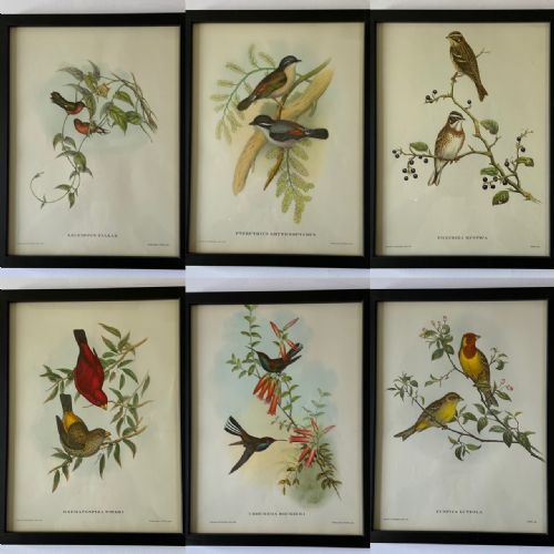 A Set of Six Highly Decorative  Mr Gould's Tropical Framed Bird Prints