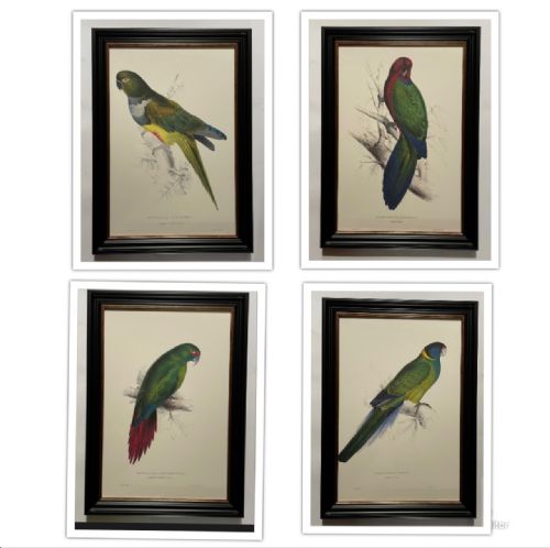Edward Lear - A Superb Set of Four Hand Coloured Lithographs of Parrots (F)