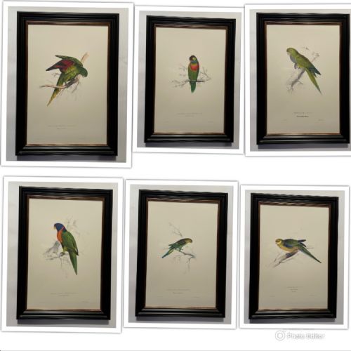 Edward Lear - A Superb Set of Six Hand Coloured Lithographs of Parrots (G)