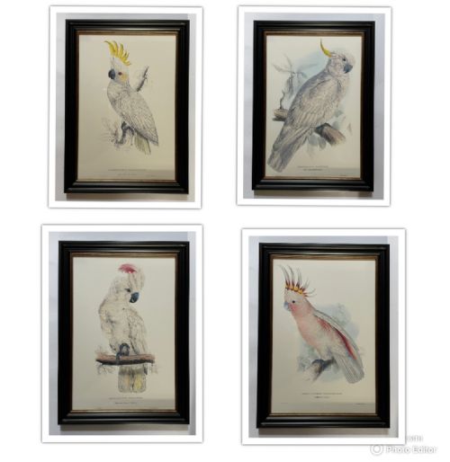 Edward Lear - A Superb Set of Four Hand Coloured Lithographs of Parrots (E)