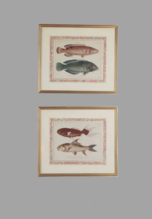 Marcus Elieser Bloch- Two C1790 Engravings of Carp