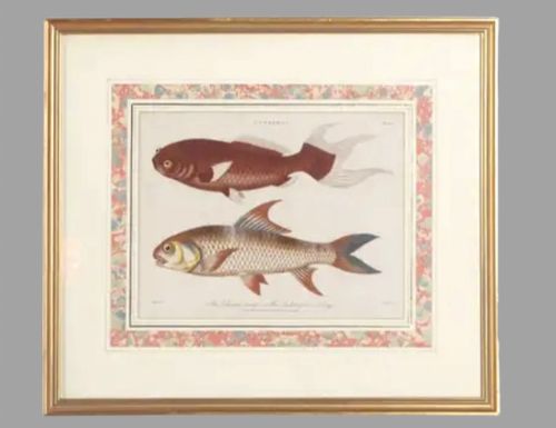 fig 1. Marcus Elieser Bloch- Two c1790 Engravings of Carp