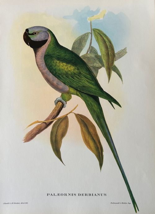 fig 1. A Fabulous Set of Six Unframed Gould Tropical Bird Prints 1955