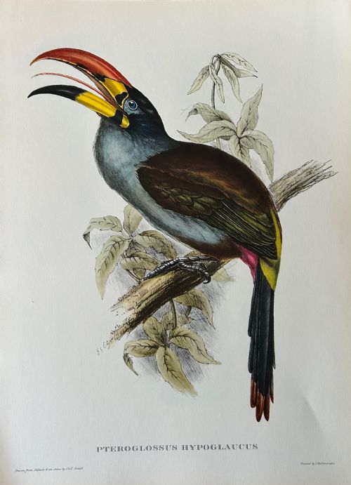 A Fabulous Set of Six Unframed Gould Tropical Bird Prints 1955