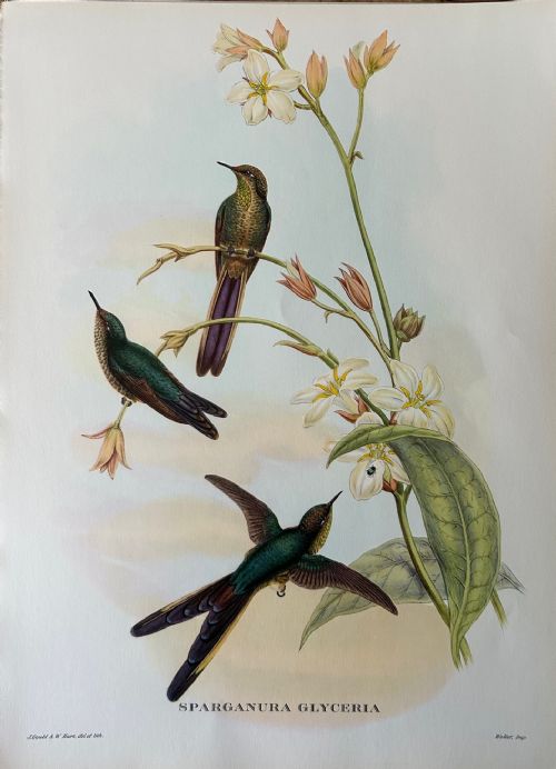 A Fabulous Set of Eight Unframed Gould Tropical Bird Prints (B)
