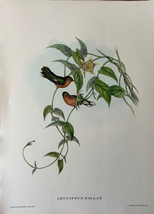 fig 1. A Fabulous Set of Eight Unframed Gould Tropical Bird Prints (B)
