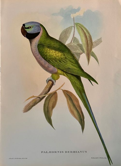 A Fabulous Set of Six Unframed Gould Tropical Bird Prints