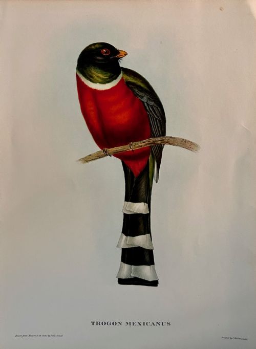 fig 1. A Fabulous Set of Six Unframed Gould Tropical Bird Prints