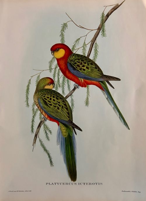 fig 1. A Fabulous Set of Six Unframed Gould Tropical Bird Prints