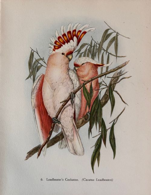 fig 1. A Fabulous Set of Six Tropical Bird Print Plates by John Gould 1948 (1)
