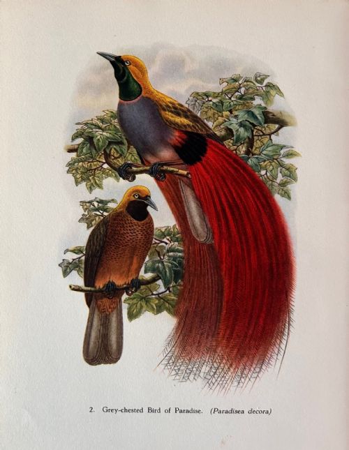 fig 1. A Fabulous Set of Six Tropical Bird Print Plates by John Gould 1948 (2)