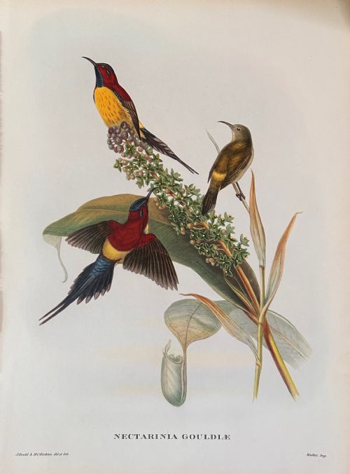 fig 1. A set of six unframed antique ornithological prints depicting detailed tropical birds perched on botanical branches with printed Latin titles below.