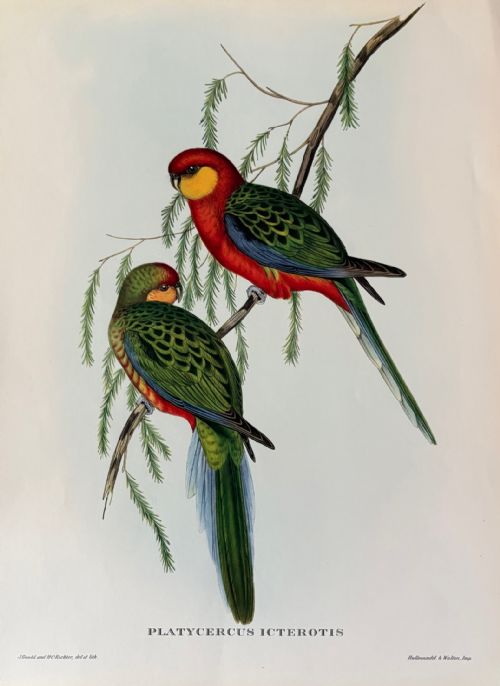 fig 1. A Fabulous Set of Six Unframed Gould Tropical Bird Prints (D)