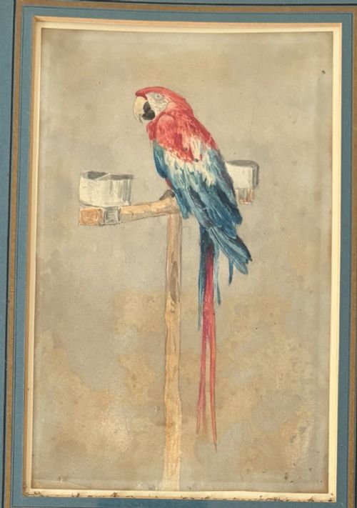 fig 1. William Andrews Nesfield (1793–1881) “Mother Faux’s Macaw, Farnley Hall”