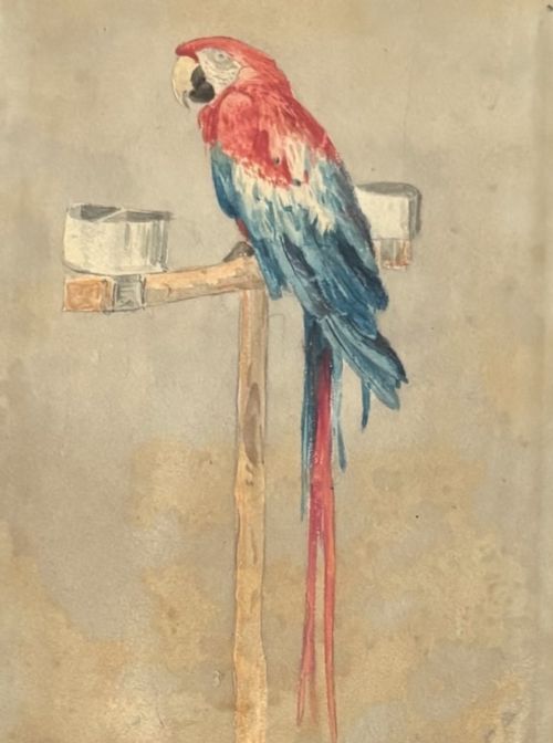 fig 2. William Andrews Nesfield (1793–1881) “Mother Faux’s Macaw, Farnley Hall”