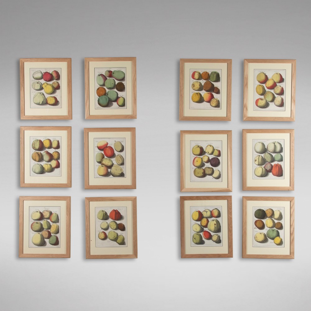 Set of 12 Apple Engravings by Johann Knoop