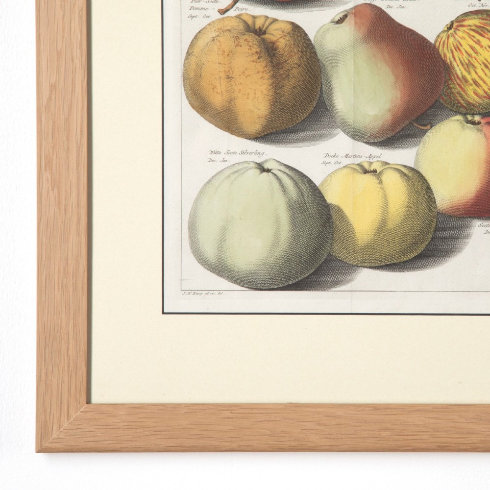 Set of 12 Apple Engravings by Johann Knoop View II