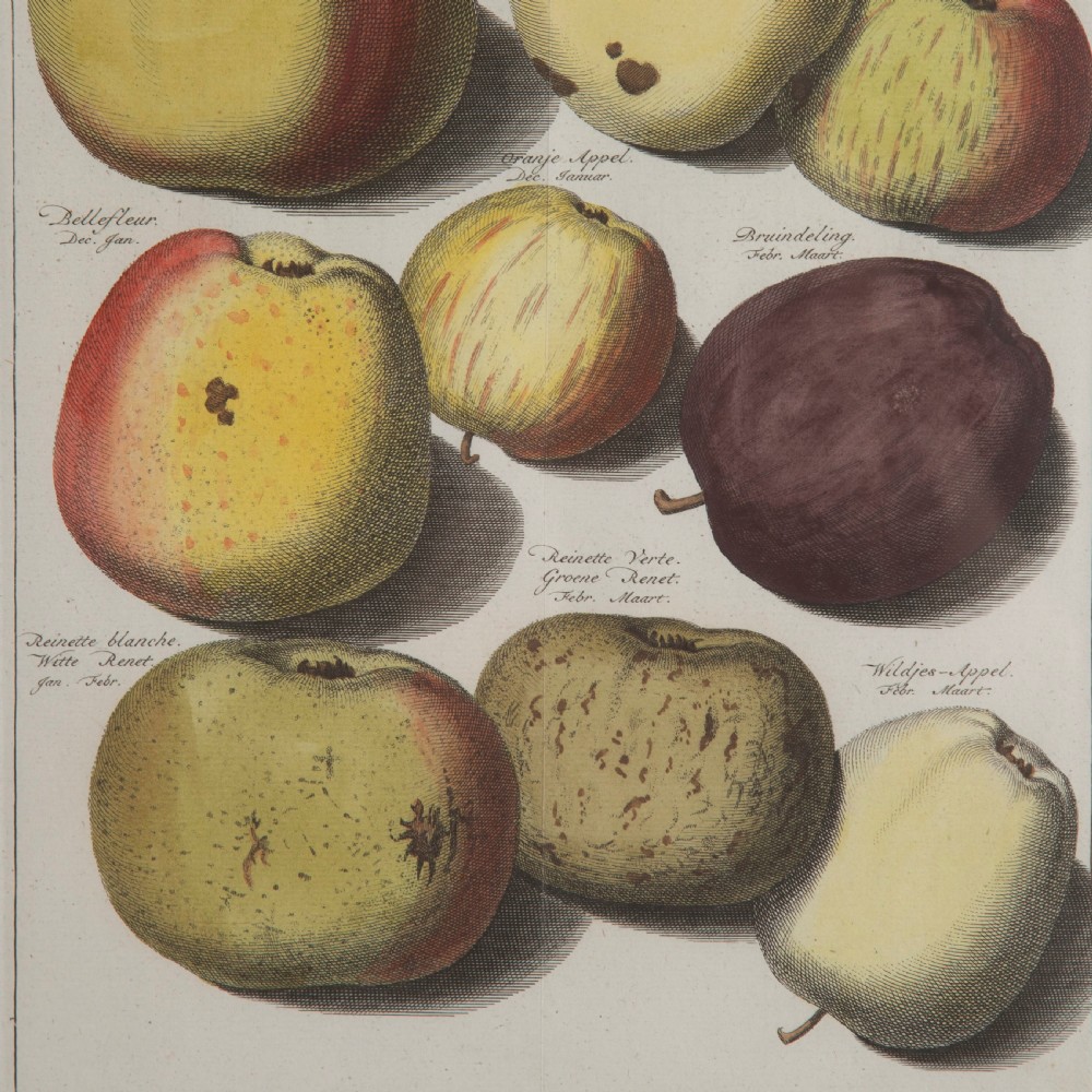 Set of 12 Apple Engravings by Johann Knoop View III