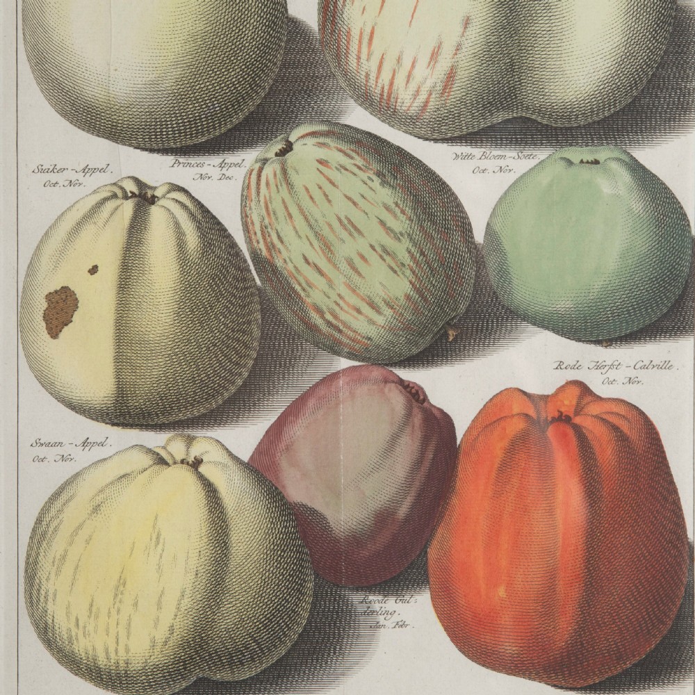 Set of 12 Apple Engravings by Johann Knoop View IV