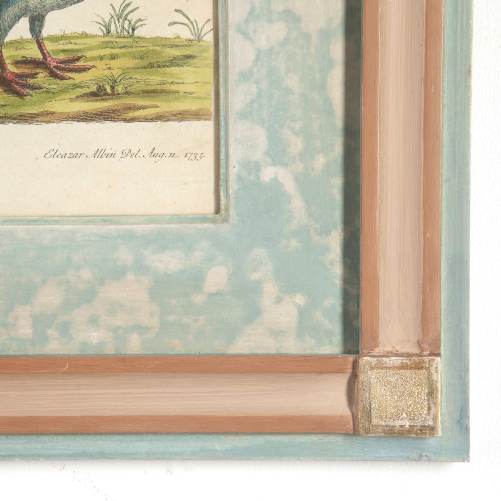 Set of Four Dove Coloured Engravings by Eleazar Albin 19thc View II