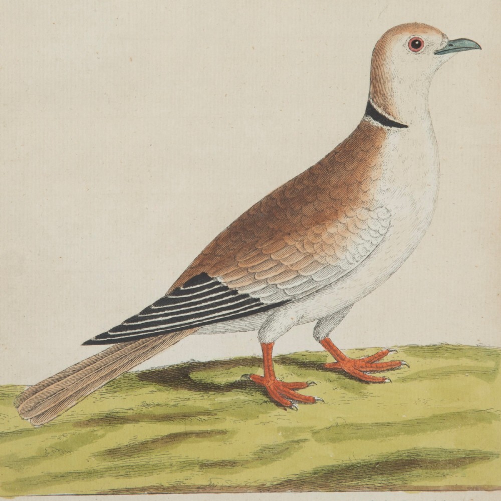 Set of Four Dove Coloured Engravings by Eleazar Albin 19thc View III