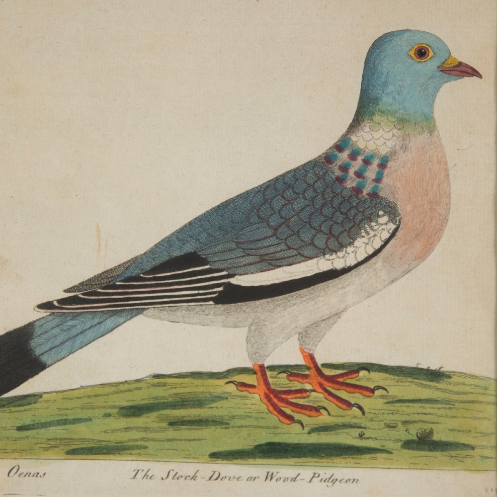 Set of Four Dove Coloured Engravings by Eleazar Albin 19thc View IV