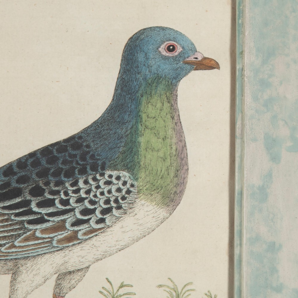 Set of Four Dove Coloured Engravings by Eleazar Albin 19thc View V