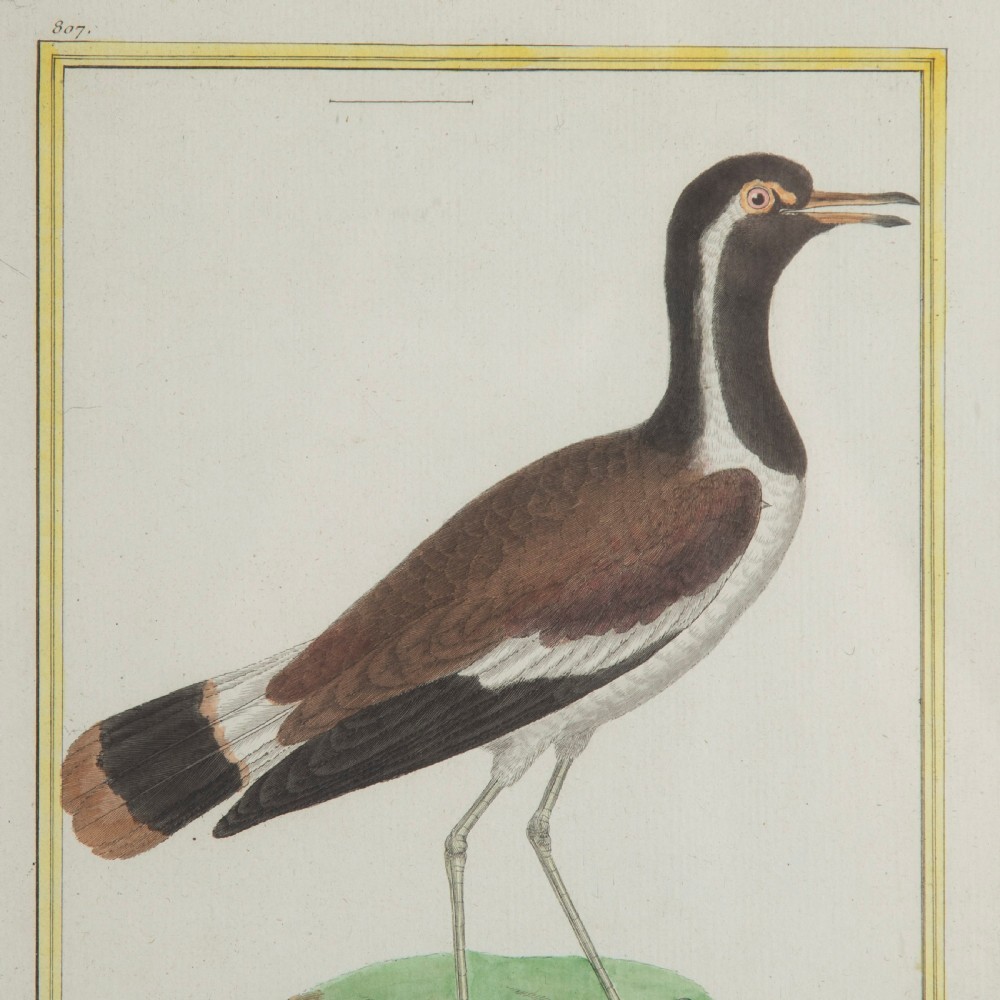 Set of Twelve Bird Hand Coloured Engravings by Martinet View III