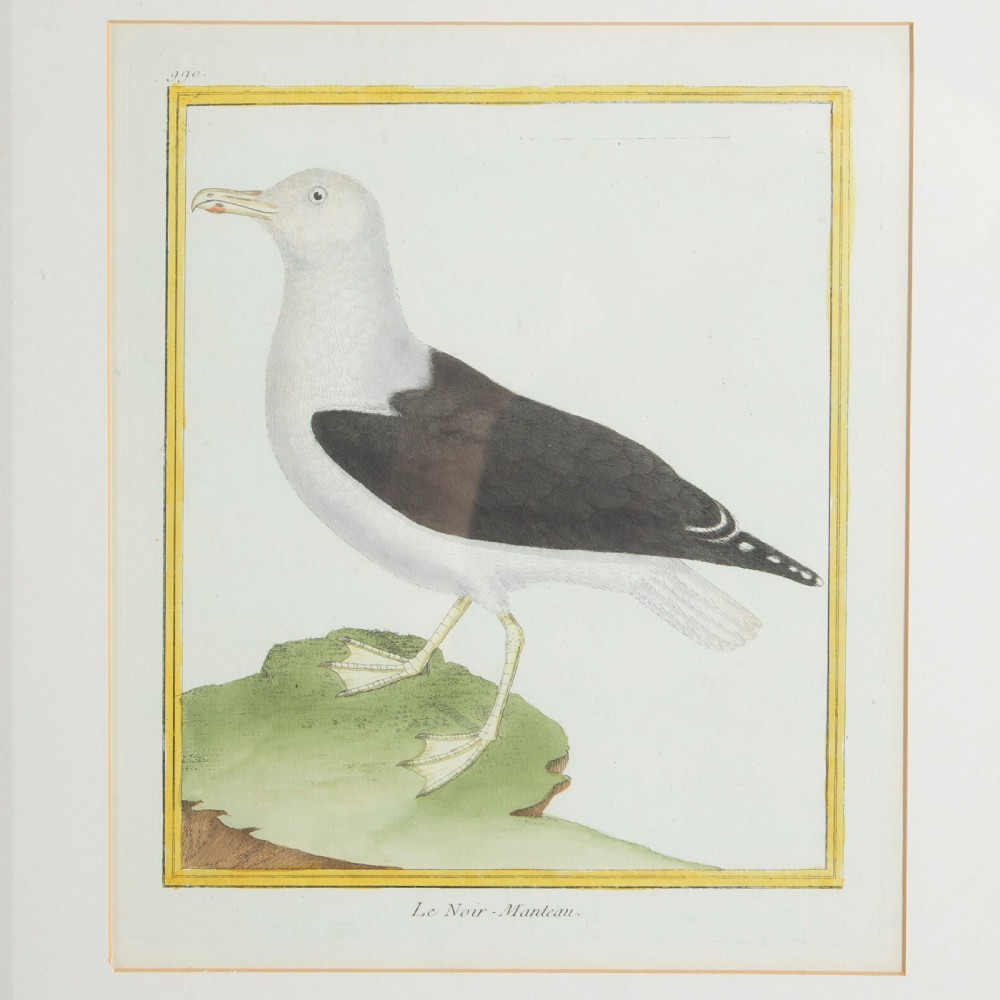 Set of Twelve Bird Hand Coloured Engravings by Martinet View IV