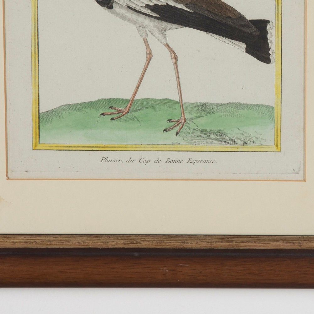 Set of Twelve Bird Hand Coloured Engravings by Martinet View V