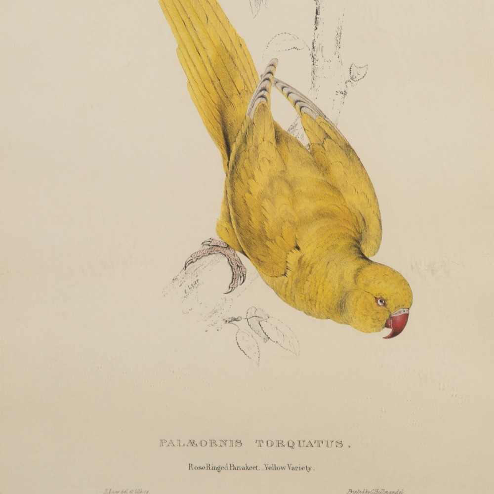 Set of Four 19th Century Bird Lithographs by Edward Lear View II