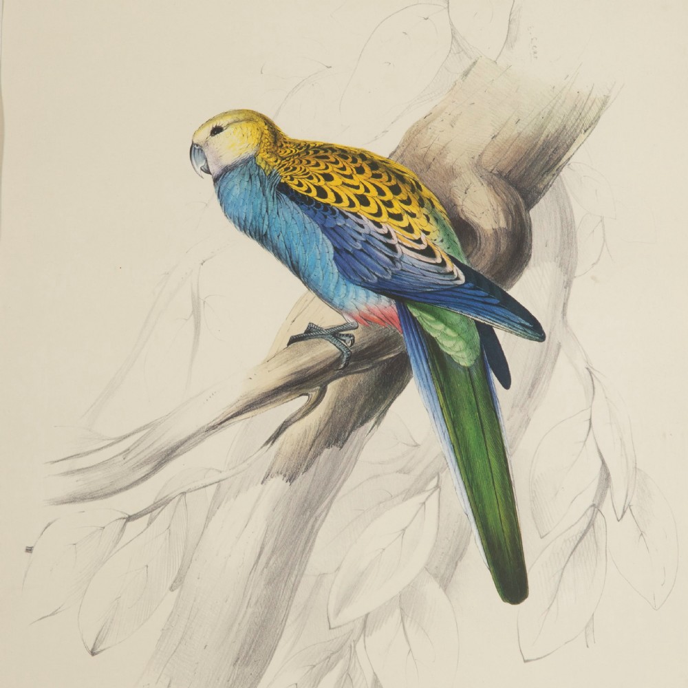 Set of Four 19th Century Bird Lithographs by Edward Lear View III