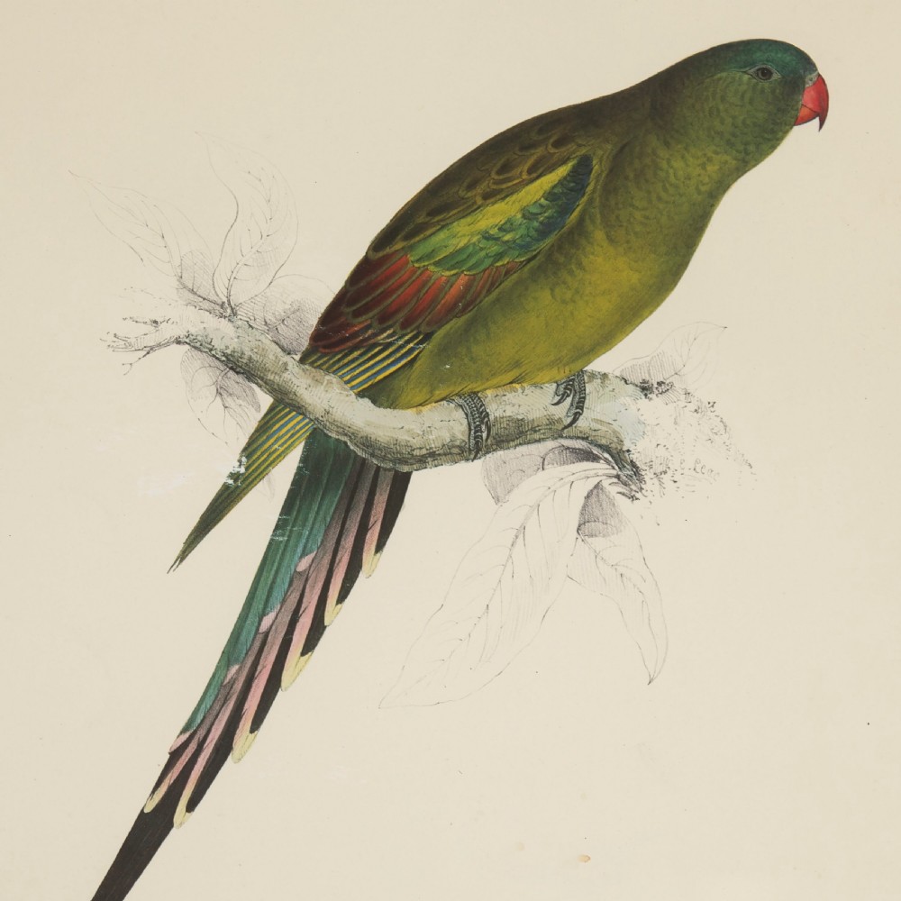 Set of Four 19th Century Bird Lithographs by Edward Lear View IV