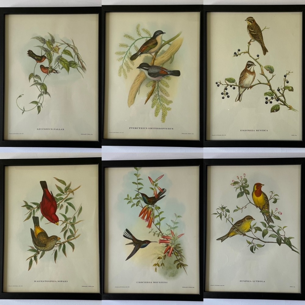 A Set of Six Highly Decorative  Mr Gould's Tropical Framed Bird Prints