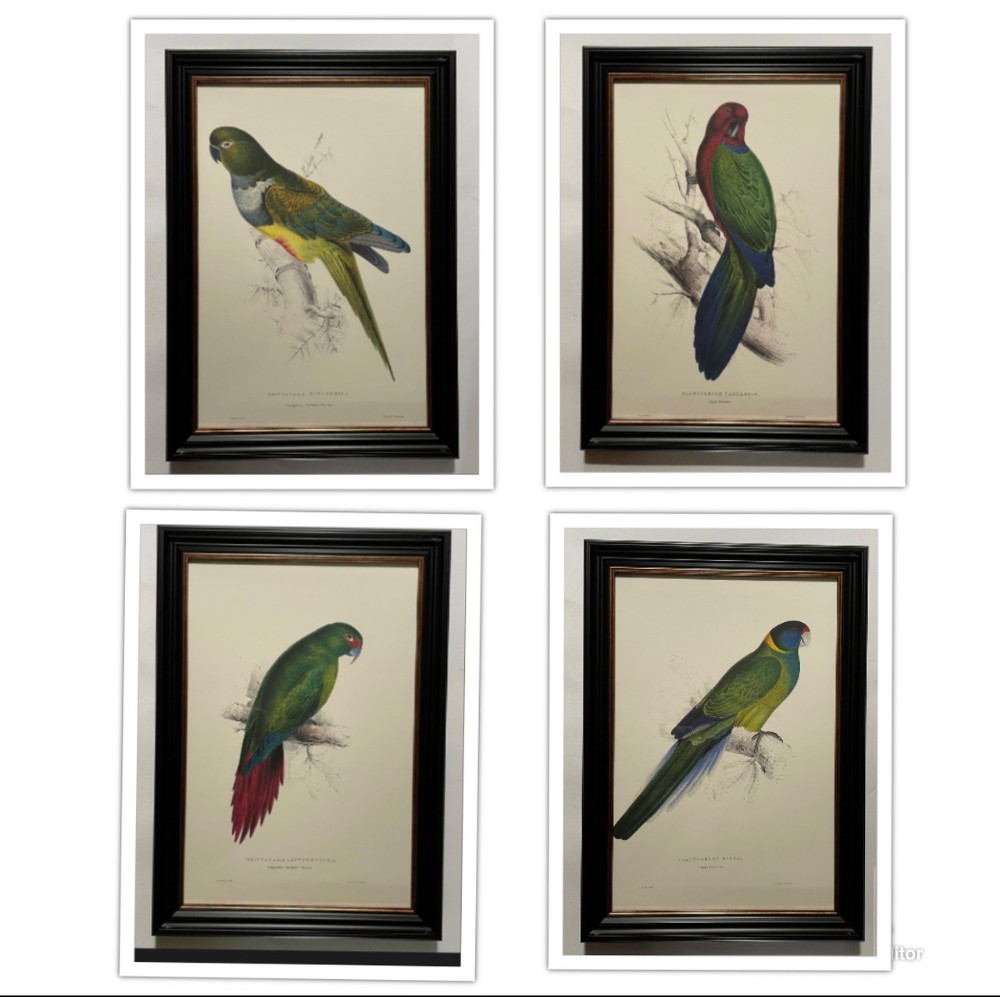 Edward Lear - A Superb Set of Four Hand Coloured Lithographs of Parrots (F)