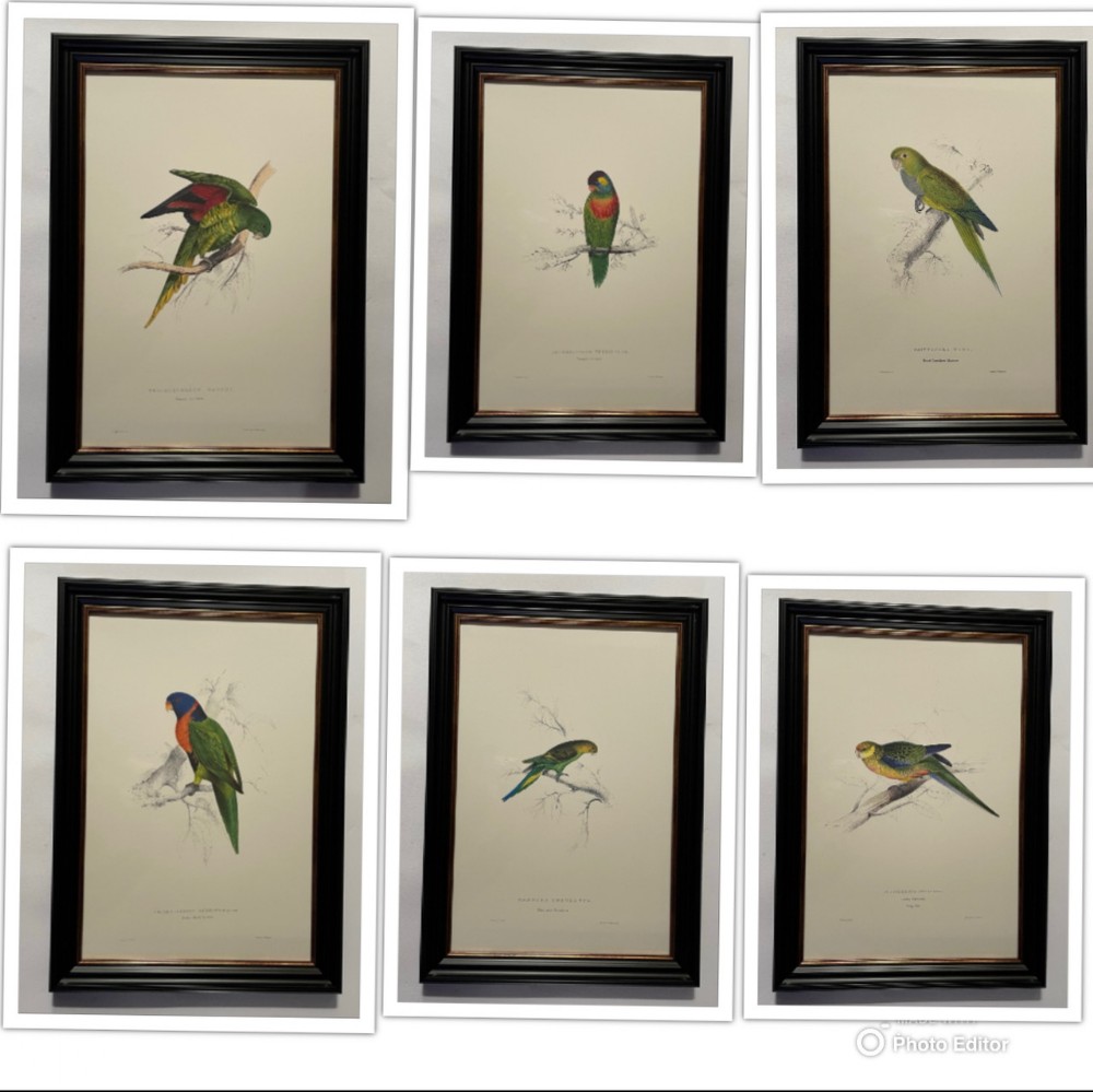 Edward Lear - A Superb Set of Six Hand Coloured Lithographs of Parrots (G)