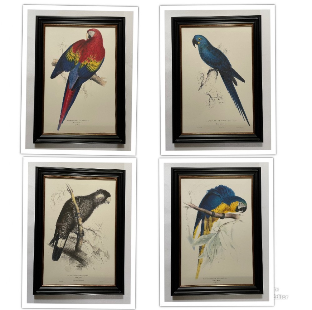 Edward Lear - A Superb Set of Four Hand Coloured Lithographs of Parrots (D)