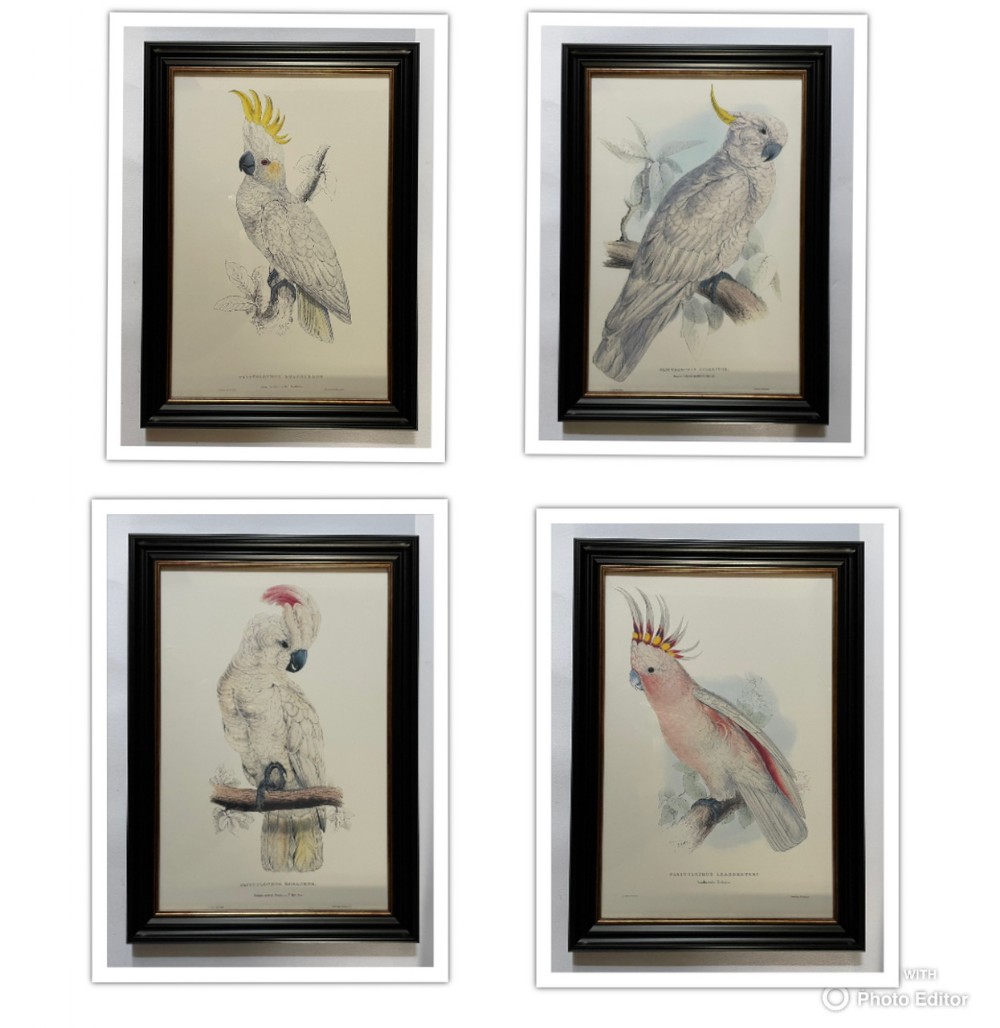 Edward Lear - A Superb Set of Four Hand Coloured Lithographs of Parrots (E)