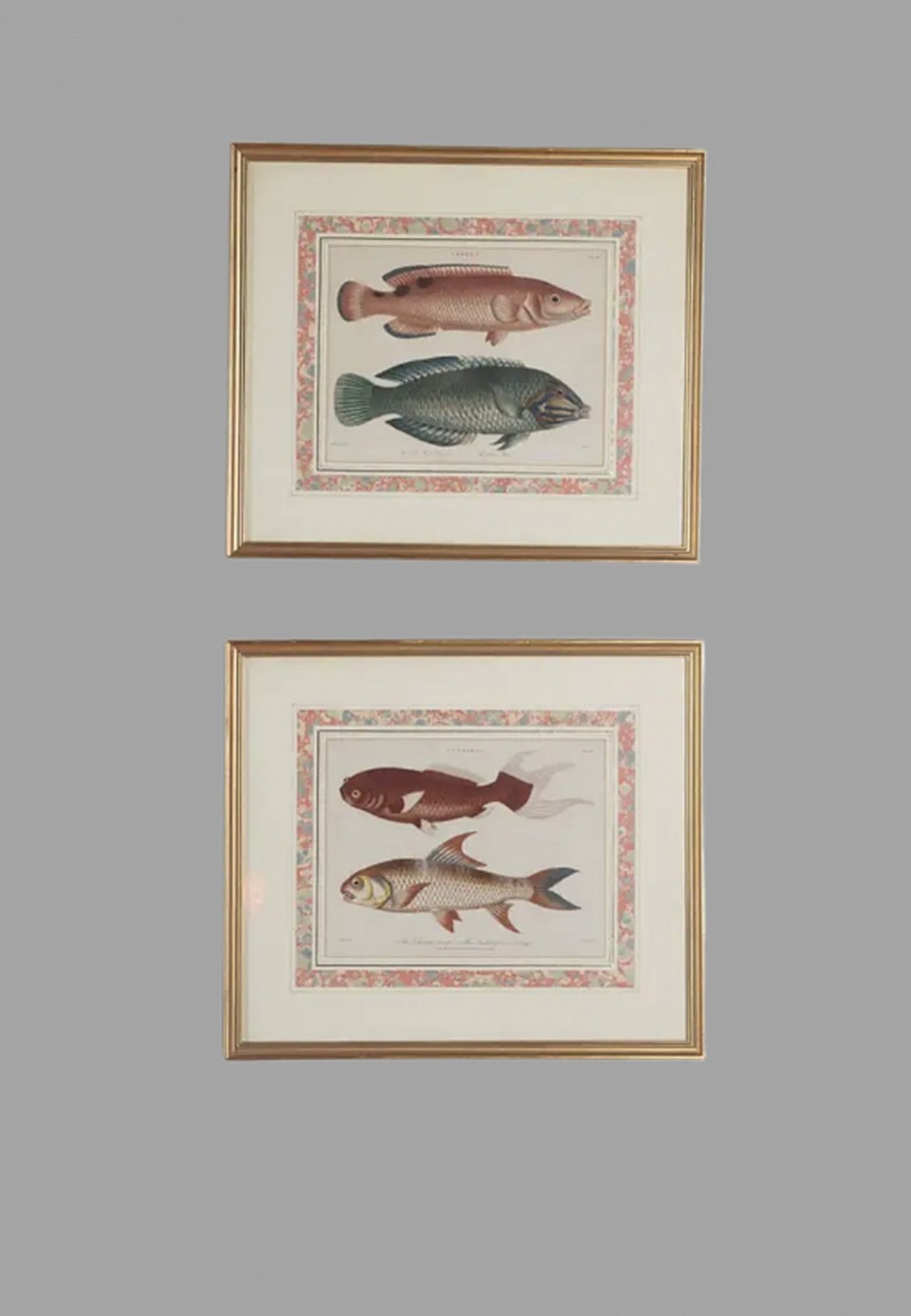 Marcus Elieser Bloch- Two c1790 Engravings of Carp
