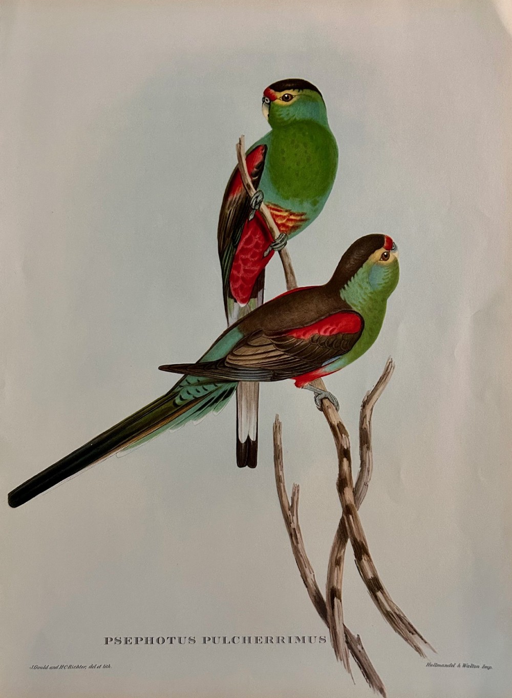 A Fabulous Set of Six Unframed Gould Tropical Bird Prints