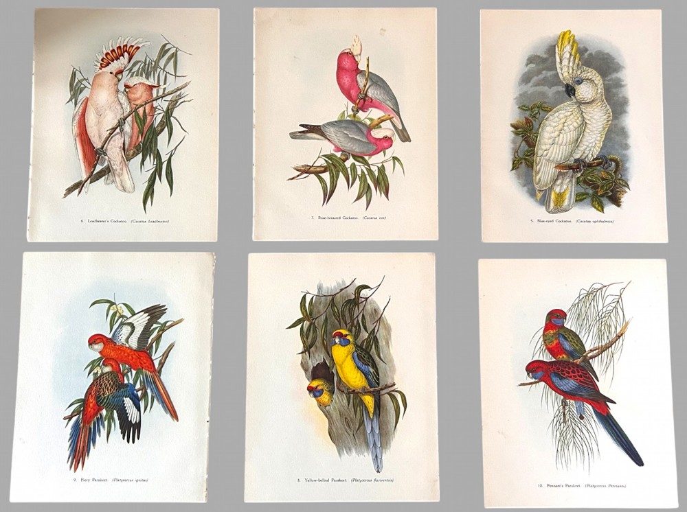A Fabulous Set of Six Tropical Bird Print Plates by John Gould 1948 (1)
