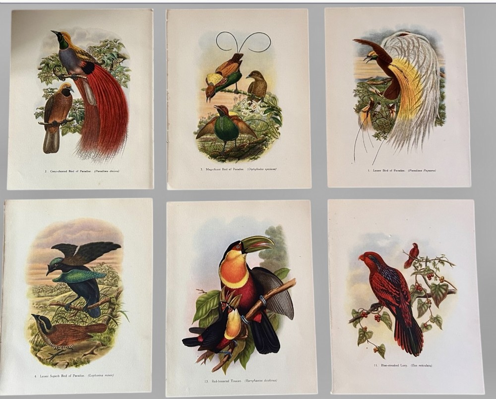 A Fabulous Set of Six Tropical Bird Print Plates by John Gould 1948 (2)