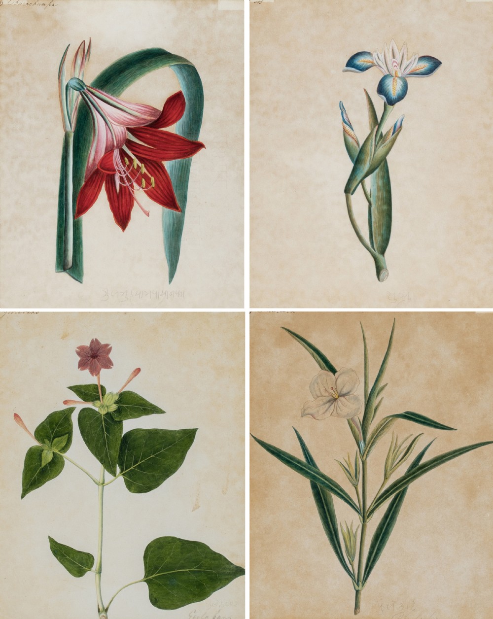 Company School Early 19th Century Four Studies of Indian Plants